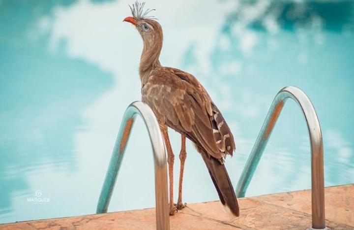 Pousada Recanto Dos Passaros Balsas المظهر الخارجي الصورة
