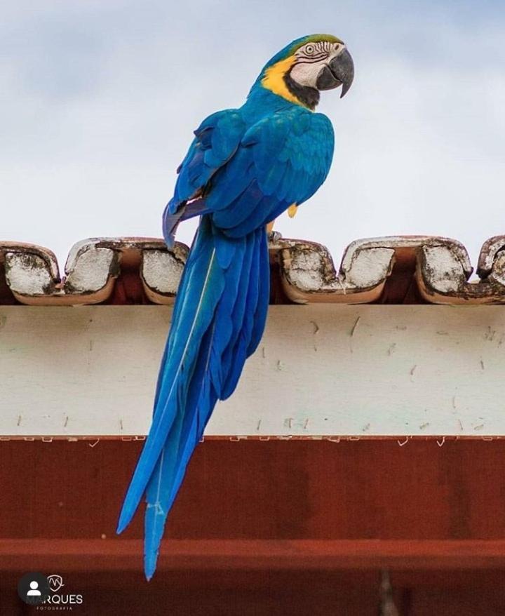 Pousada Recanto Dos Passaros Balsas المظهر الخارجي الصورة